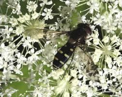 Attēlu rezultāti vaicājumam “Didea alneti”