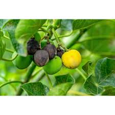 Attēlu rezultāti vaicājumam “Cyperus fuscus fruit”