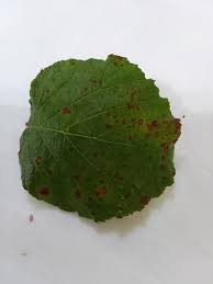 Attēlu rezultāti vaicājumam “Melampsora epitea”