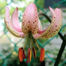 Image result for Lilium martagon `Chameleon`