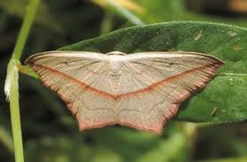 Attēlu rezultāti vaicājumam “Timandra comae”