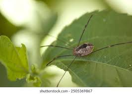 Attēlu rezultāti vaicājumam “Opiliones”