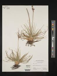 Attēlu rezultāti vaicājumam “Juncus squarrosus”