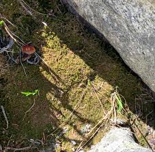 Attēlu rezultāti vaicājumam “Lophozia ventricosa”