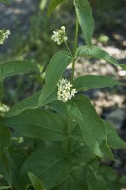 Attēlu rezultāti vaicājumam “Vincetoxicum hirundinaria leaf”