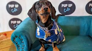 Image result for Leeds Mad Dogs