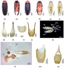 Attēlu rezultāti vaicājumam “Lycogala convexum”