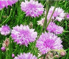Image result for Centaurea cyanus