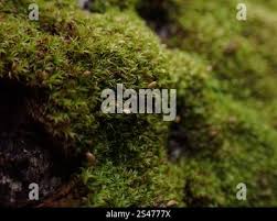 Attēlu rezultāti vaicājumam “Zygodon rupestris”