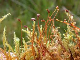 Attēlu rezultāti vaicājumam “Cratoneuron filicinum”