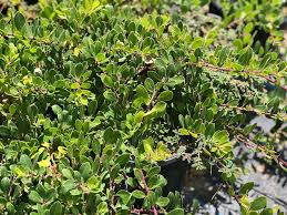 Attēlu rezultāti vaicājumam “Arctostaphylos uva-ursi leaf”