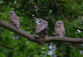 Attēlu rezultāti vaicājumam “Strix aluco juvenile”