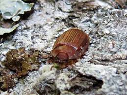 Attēlu rezultāti vaicājumam “Ostoma ferruginea”