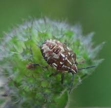 Attēlu rezultāti vaicājumam “Carpocoris sp. nymph”