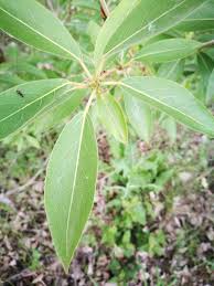 Attēlu rezultāti vaicājumam “Populus laurifolia”