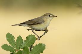 Attēlu rezultāti vaicājumam “Phylloscopus trochilus”