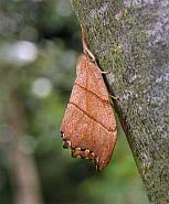 Attēlu rezultāti vaicājumam “Falcaria lacertinaria”