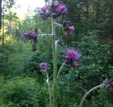 Attēlu rezultāti vaicājumam “Cirsium palustre flower”