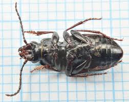 Attēlu rezultāti vaicājumam “Pterostichus oblongopunctatus”