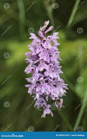 Attēlu rezultāti vaicājumam “Dactylorhiza russowii leaf”