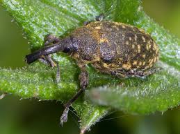 Attēlu rezultāti vaicājumam “Larinus sp.”