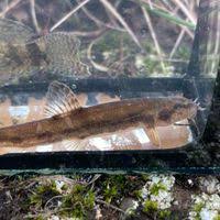 Attēlu rezultāti vaicājumam “Barbatula barbatula”