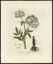 Attēlu rezultāti vaicājumam “Sium latifolium”