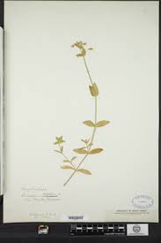 Attēlu rezultāti vaicājumam “Cerastium holosteoides fruit”