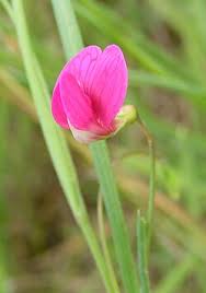 Attēlu rezultāti vaicājumam “Lathyrus latifolius”