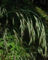 Attēlu rezultāti vaicājumam “Bromopsis benekenii”