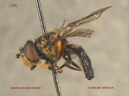 Attēlu rezultāti vaicājumam “Syrphus sp. imago”