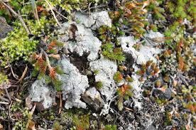 Attēlu rezultāti vaicājumam “Trapeliopsis granulosa”