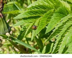 Attēlu rezultāti vaicājumam “Hippodamia notata”