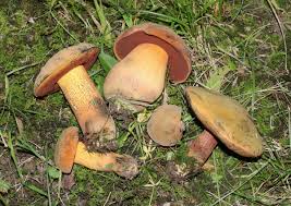 Attēlu rezultāti vaicājumam “Boletus luridus”