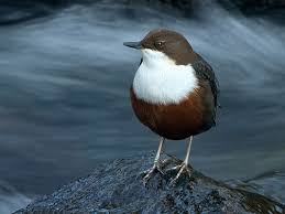 Attēlu rezultāti vaicājumam “Cinclus cinclus”