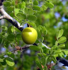 Attēlu rezultāti vaicājumam “Cynosurus cristatus fruit”