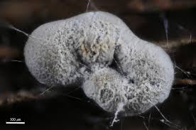 Attēlu rezultāti vaicājumam “Didymium verrucisporum macro”