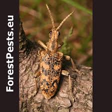 Attēlu rezultāti vaicājumam “Rhagium mordax”