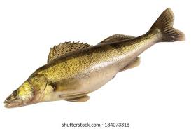 Image result for Sander vitreus