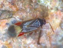 Attēlu rezultāti vaicājumam “Miridae”
