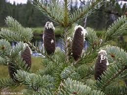 Attēlu rezultāti vaicājumam “Abies balsamea”