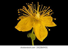 Attēlu rezultāti vaicājumam “Hypericum maculatum flower”