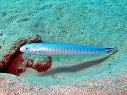 Image result for Malacanthus plumieri