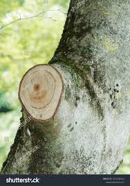 Attēlu rezultāti vaicājumam “Fagus sylvatica fo. laciniata”