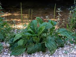 Attēlu rezultāti vaicājumam “Plantago major subsp. intermedia”