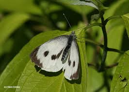 Attēlu rezultāti vaicājumam “Pieris brassicae female”