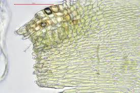 Attēlu rezultāti vaicājumam “Hypnum cupressiforme var. lacunosum”