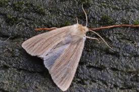 Attēlu rezultāti vaicājumam “Mythimna impura”