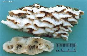 Attēlu rezultāti vaicājumam “Phlebia serialis”