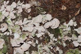 Attēlu rezultāti vaicājumam “Trichaptum biforme”